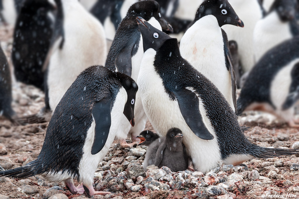 Brown Bluff, Weddell Sea